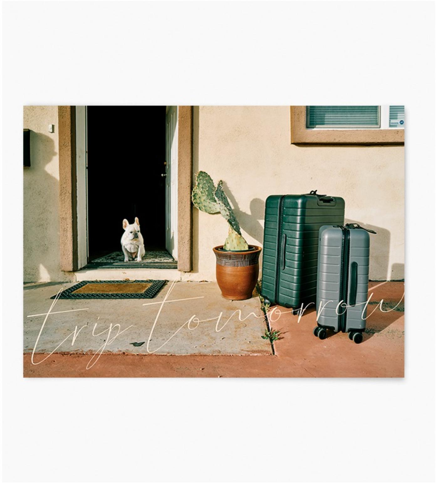 a dog and luggage | wall art